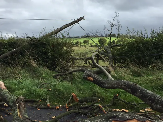 Tree downs power line at Moscow, East Ayshire