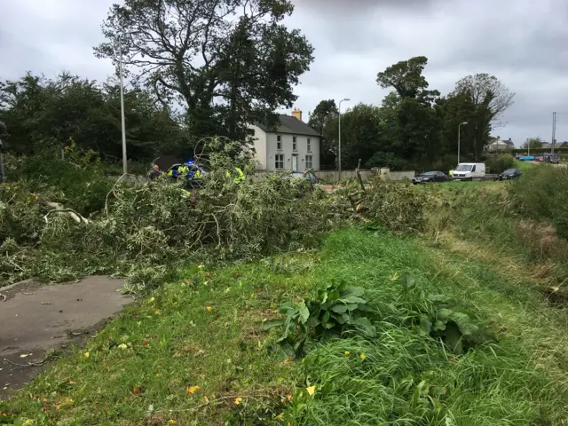 Fallen tree on the Hillhall Road