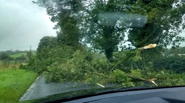 Tree down in Northern Ireland because of Storm Ali