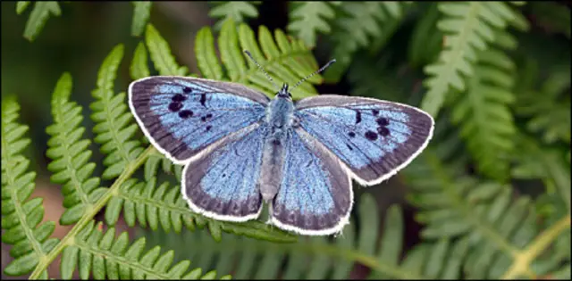 large blue butterfly