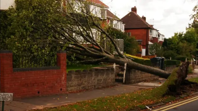 The tree down