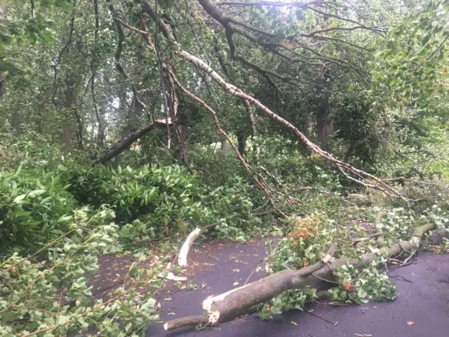 trees in maxwell park