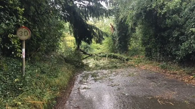 Tree on road