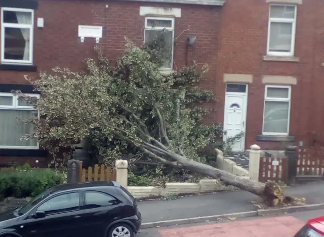 Fallen tree in Sheffield