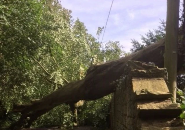 Tree lying across downed cable