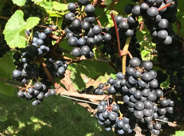 Grapes at Polgoon Vineyard