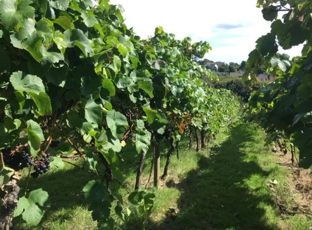 Polgoon vineyard