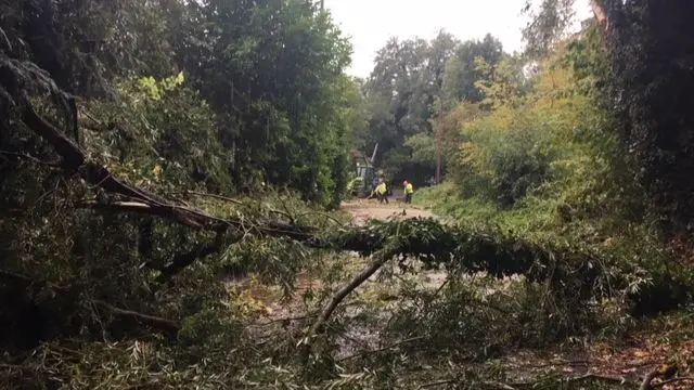 Tree on road