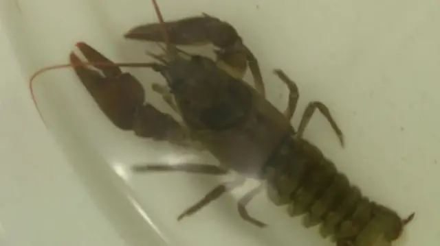 Crayfish