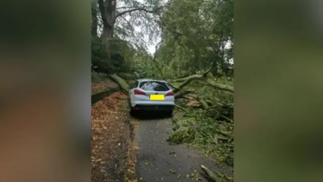 Tree on car