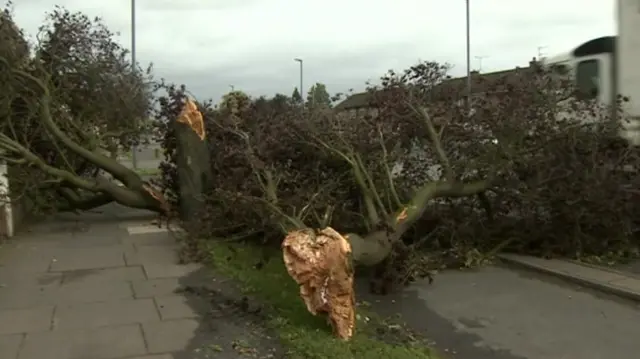 Fallen tree