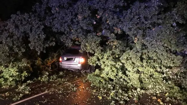 Tree fallen on car