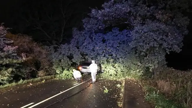 Tree fallen on car