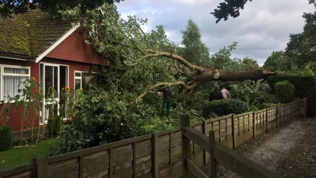 Tree fallen against bungalow