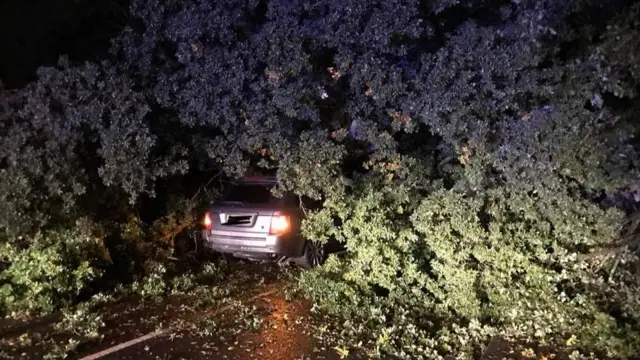 Car under a tree