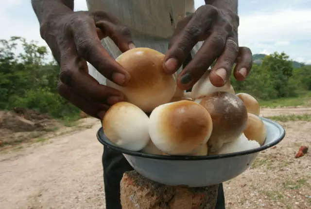 A man sells wild mushrooms on the roadside on December 18, 2010 in the rural district of Zimunya in Mutare, 280 kms east of Zimbabwe's  capital, Harare.