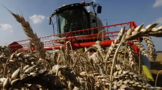 Harvesting wheat