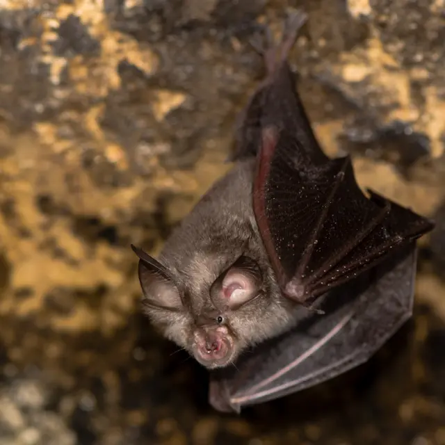 Greater Horseshoe Bat