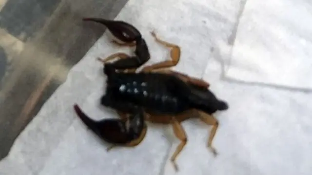 Scorpion