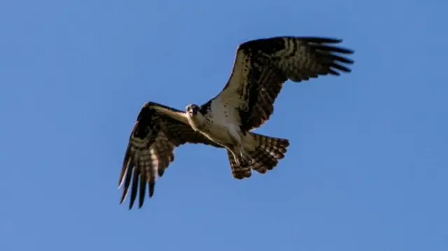 Bird of prey in flight