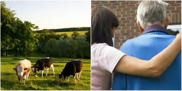 cows and comforting a man