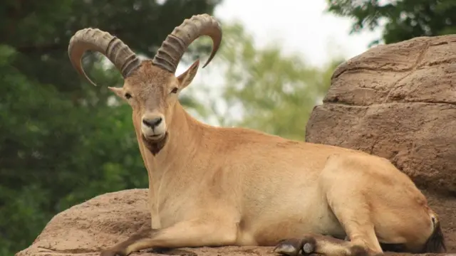 Not the one that goat away... male West Caucasian turs have longer horns than females