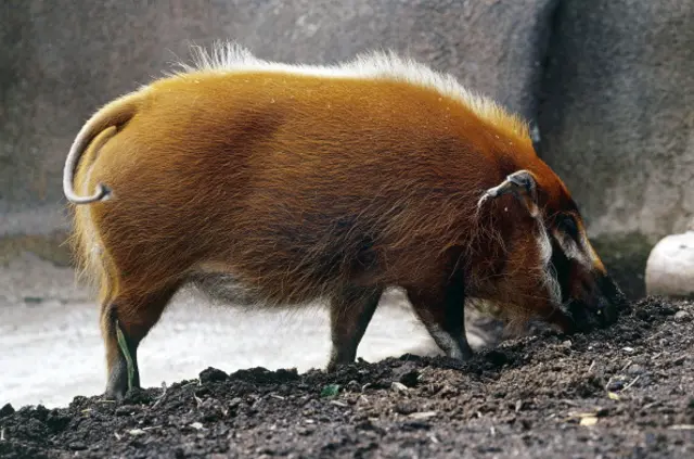 Red river hog or bush-pig