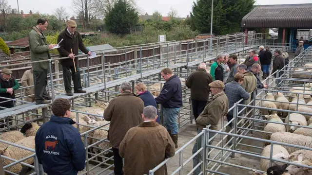 Louth Cattle Market