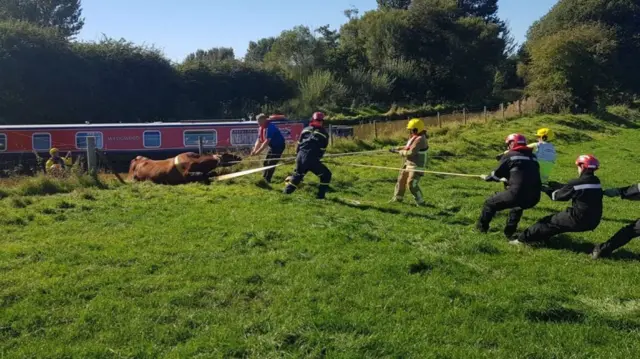 Cow being pulled from canal