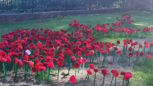 Poppies on display at Erewash Museum