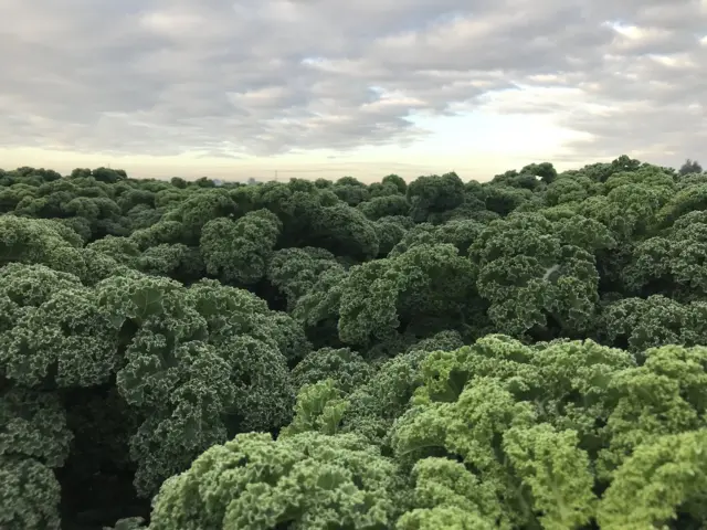 Kale