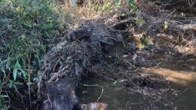 Bit of tree in brook