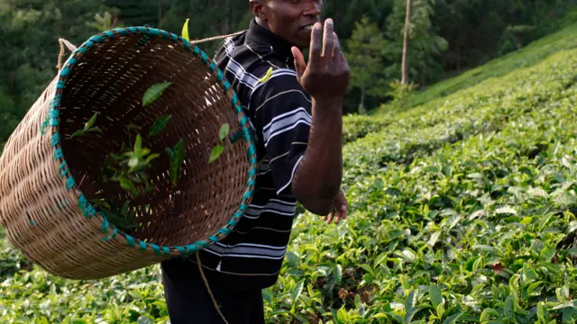 Tea worker