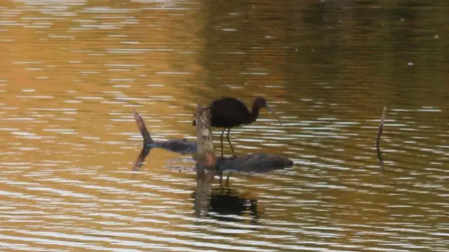 Glossy Ibis