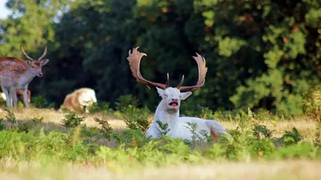 Deer sneezing