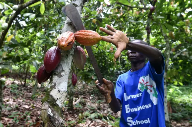 A cocoa producer harvesting the crop