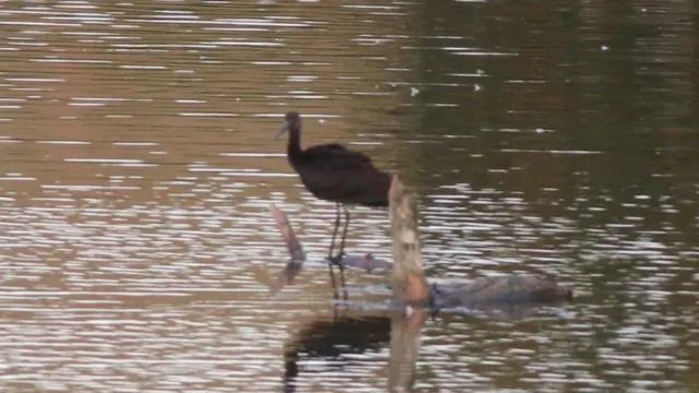 Glossy Ibis