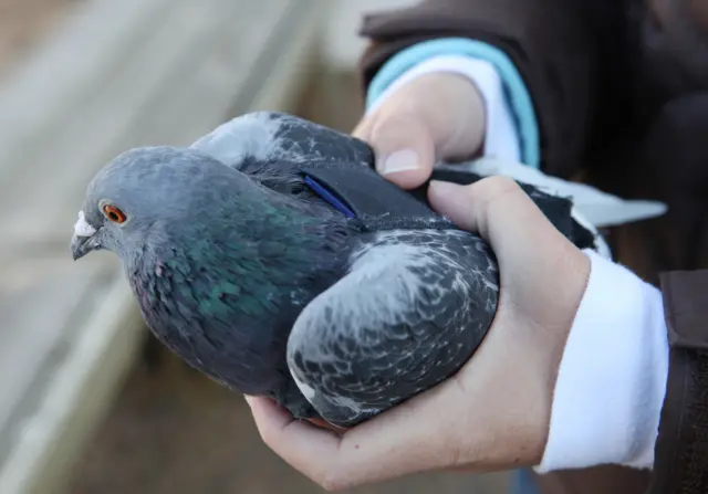 Pigeon