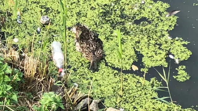 duck