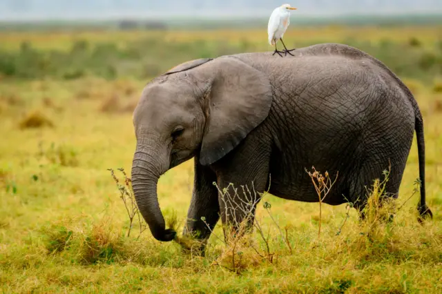 Elephant and Ibis