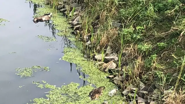 ducks