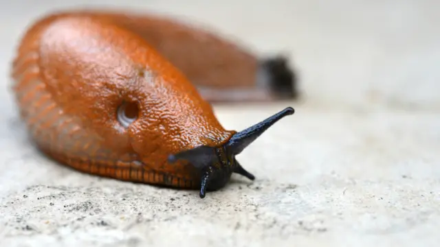 A garden slug