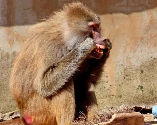 Baboon at Paignton Zoo