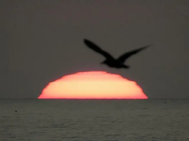 Bird flying in front of golden sunrise