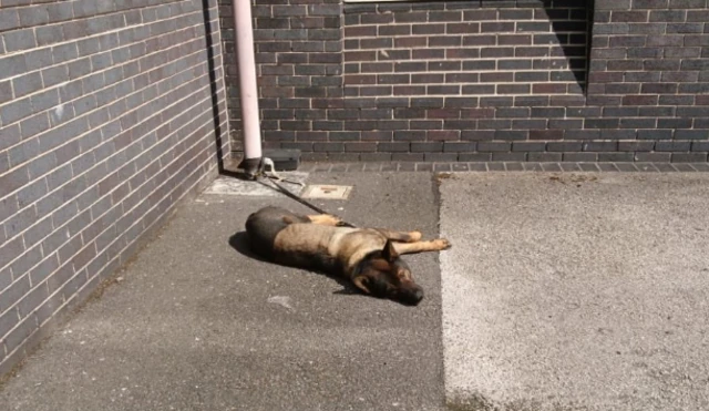 PD Axle basking in the sun