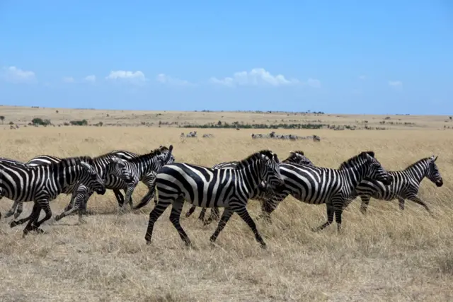 Galloping Zebra