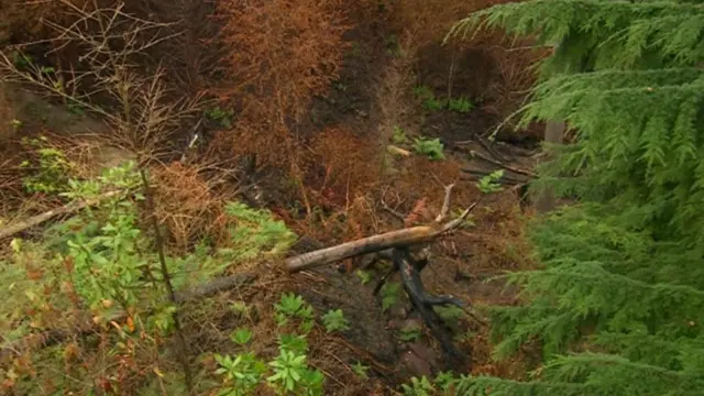 Grass fire in Staffordshire