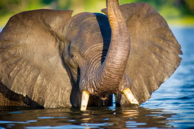 Chobe National Park African Elephants