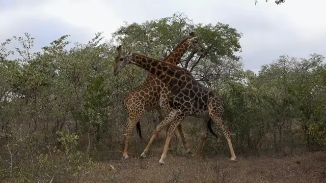 Giraffes in a game reserve in South Africa