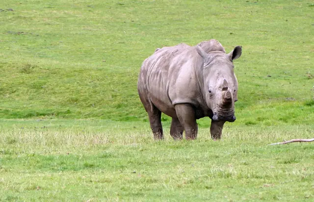 The black rhinoceros or hook-lipped rhinoceros (Diceros bicornis) is a species of rhinoceros, native to eastern and southern Africa including Botswana, Kenya, Malawi, Mozambique, Namibia, South Africa, Swaziland, Tanzania, Zambia, and Zimbabwe.